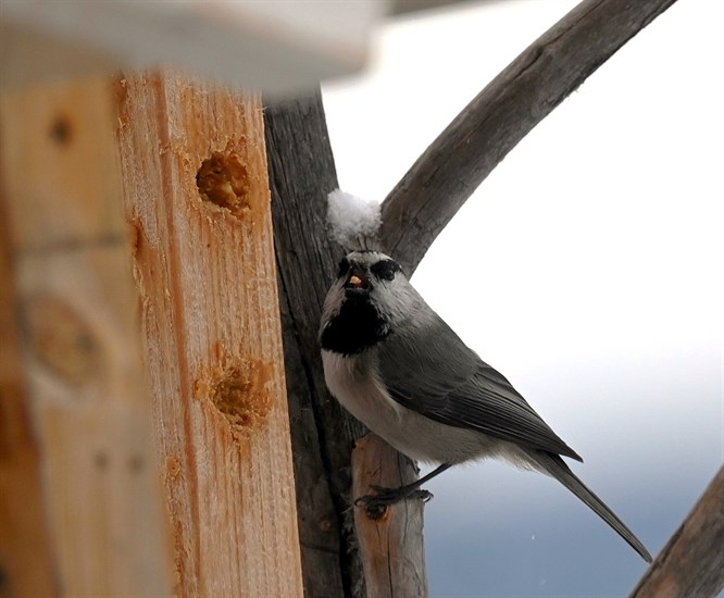 This mountain chickadee was spotted with peanut butter in its mouth in Logan Lake. 