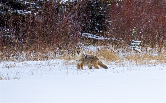A coyote looks up at a photographer near Kamloops. 