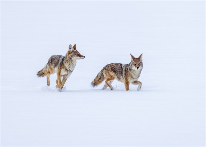 Coyotes play run through snow on a lake near Kamloops. 