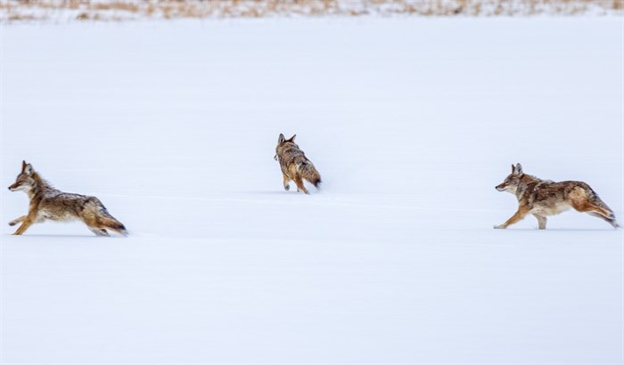 Three coyotes disperse after hearing the shutter of a camera near Kamloops. 