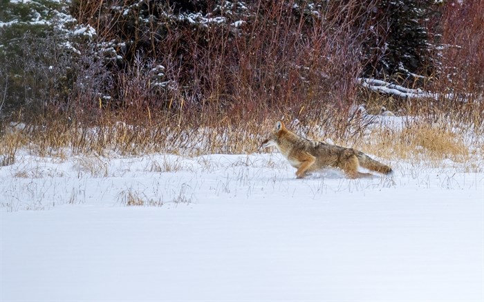 This coyote on a lake near Kamloops is running to into the brush. 