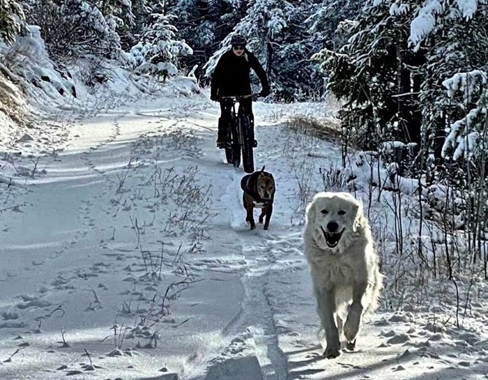 These Kamloops residents take their dogs out to run on snowy trails.  