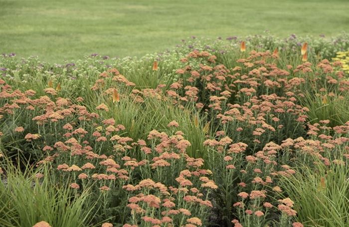 Plant yarrow now for a summer of flowers, Lifestyles