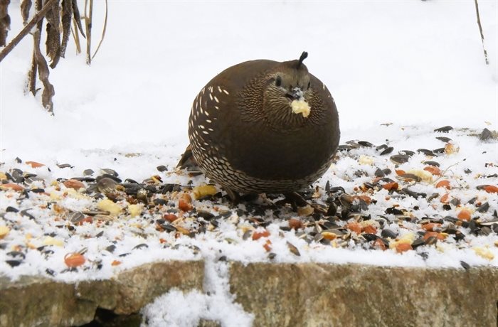 A quail snacks on seeds in a backyard in Kelowna. 