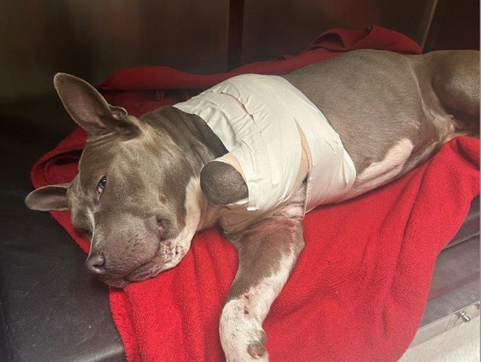Honey's injuries included a dislocated shoulder and nerve damage in her leg that will require amputation. 