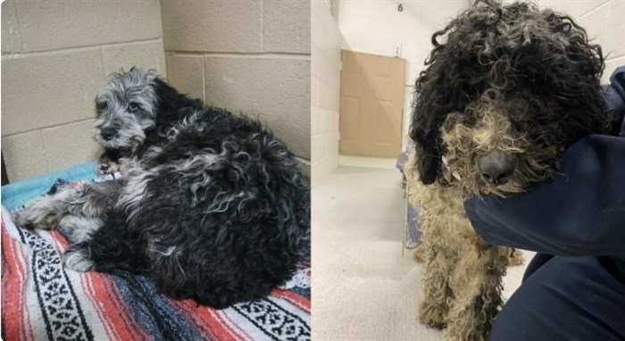 Two of the dogs safe and sound at SCPA centres in the Okanagan.