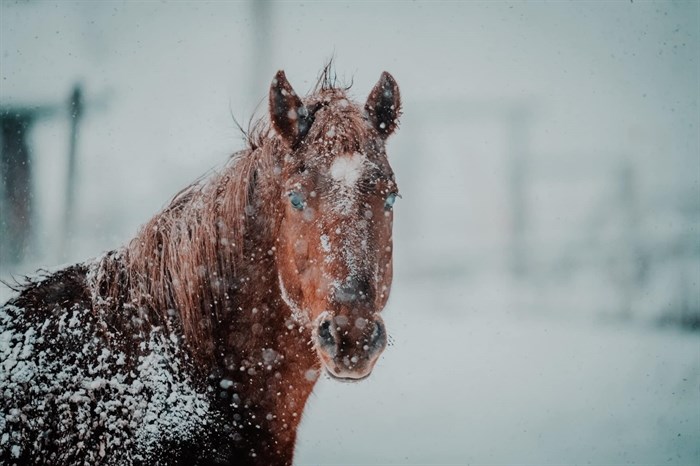 A horse in the snowflakes in Grand Forks. 