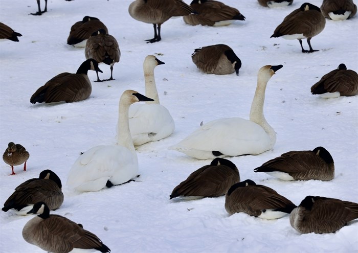 Ducks, geese and swans mingle on a snowy beach in Kamloops. 