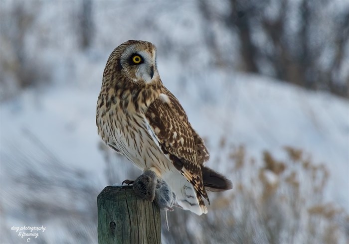 A short-eared owl hunts in the snow near Kamloops. 