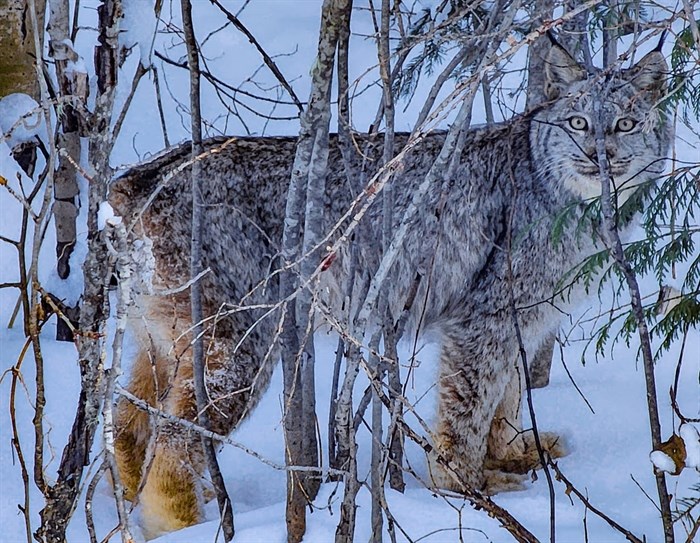 A lynx in the snow in Golden. 