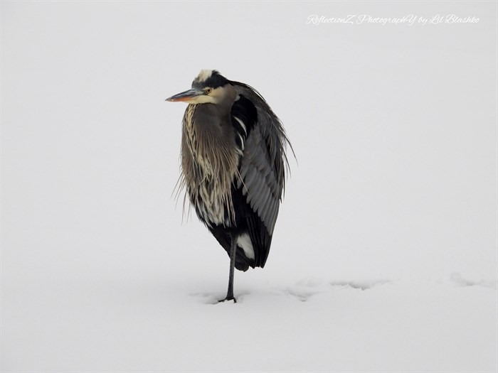 This heron was captured at the marina in Penticton on a frosty winter day. 
