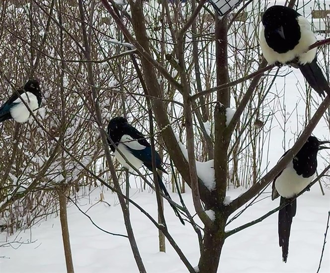 A tree full of magpies in Vernon. 
