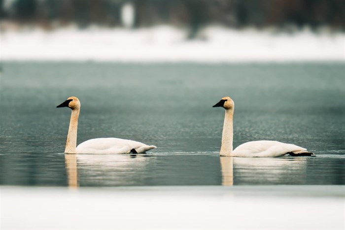 Swans swim on cold water in winter in Grand Forks. 