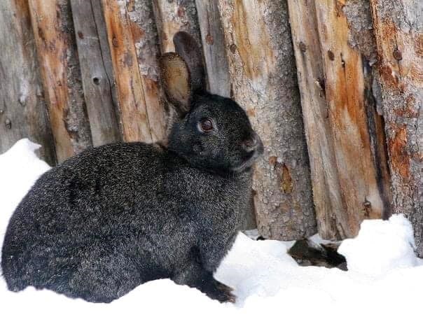 Kamloops resident Susan Shaw snapped this photo of one of the wild rabbits at Mile High Resort near Logan Lake. 