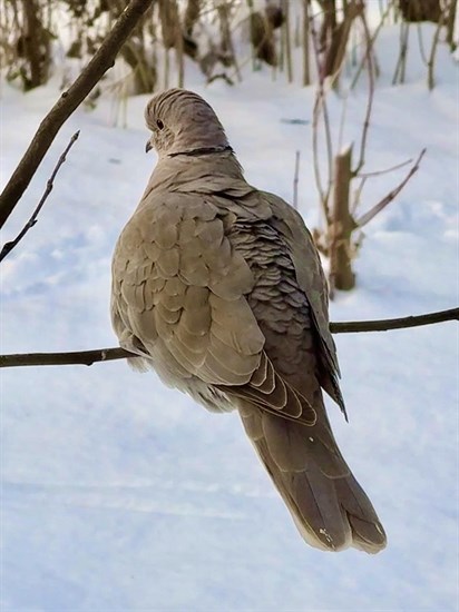 A collared dove perches on a twig in Lumby. 