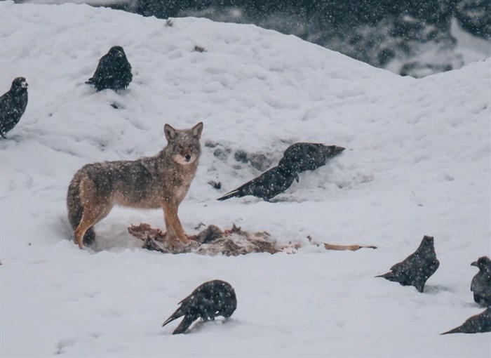 Tyler Ehh captured a coyote snacking on kill in Grand Forks during a recent cold snap. 