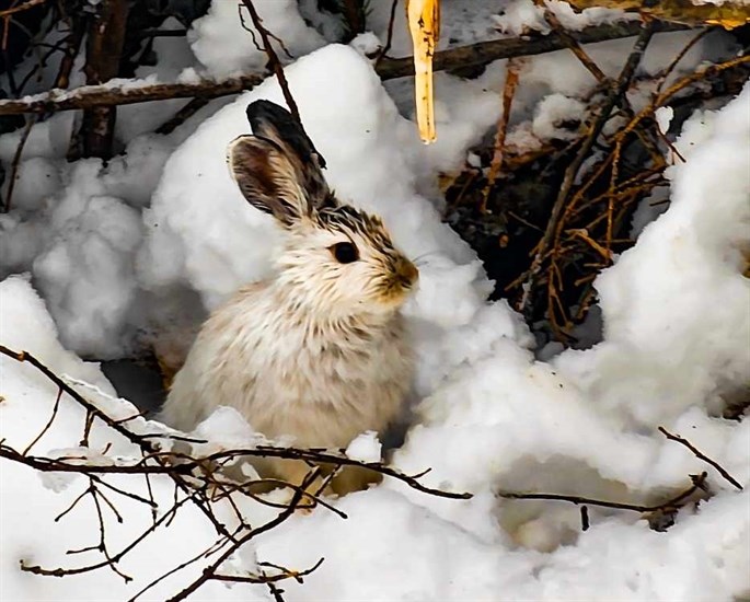 A wild rabbit sits in the snow in Golden. 