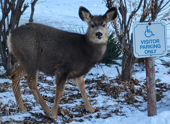 This deer in Kamloops has a warm, thick coat. 