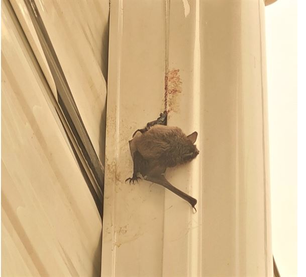 Look out for bats in your blinds in Okanagan, Similkameen, iNFOnews