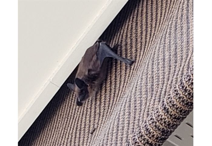 Look out for bats in your blinds in Okanagan, Similkameen
