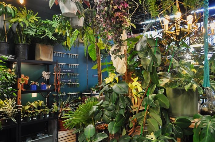 Plant Gather Indoor