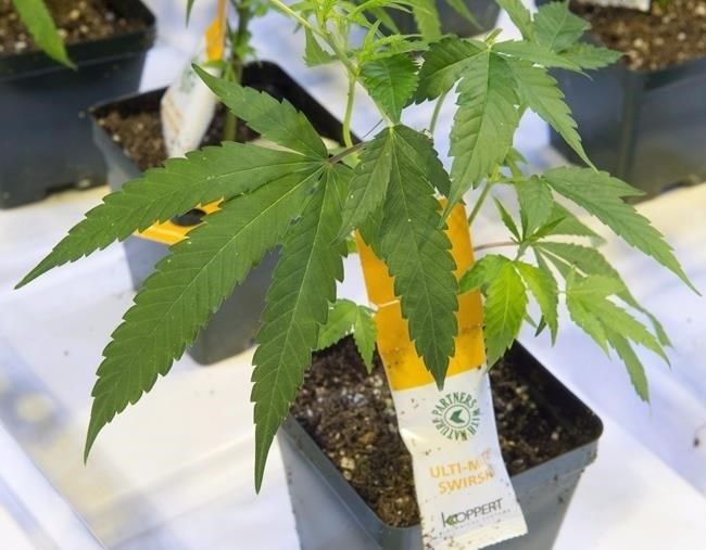 Aurora Cannabis Inc. has announced a plan to consolidate its shares on a one-for-10 basis.Cannabis seedlings are seen at an Aurora Cannabis facility Friday, November 24, 2017 in Montreal.
