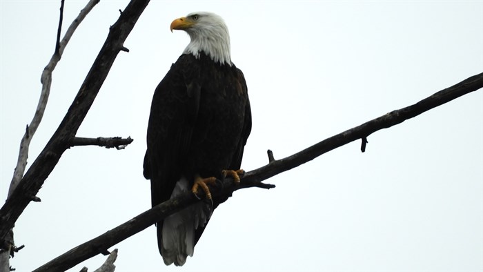 An eagle perches on a branch over Munson Pond, Kelowna. 