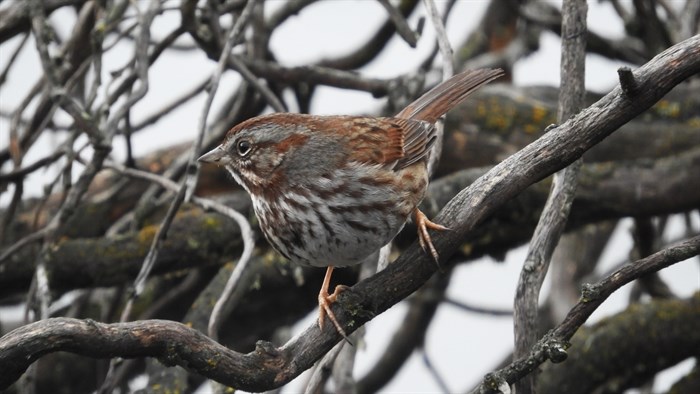 A song sparrow in winter at Munson Pond, Kelowna 