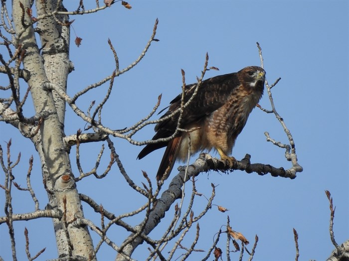 Hawk on a cottonwood tree, Munson Pond, Kelowna. 