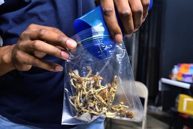 FILE - A vendor bags psilocybin mushrooms at a cannabis marketplace on May 24, 2019, in Los Angeles. A pair of California lawmakers will introduce a bipartisan bill Tuesday, Feb. 6, 2024, to allow people 21 and older to consume psychedelic mushrooms under professional supervision—an effort to address the state's mental health and substance use crises.