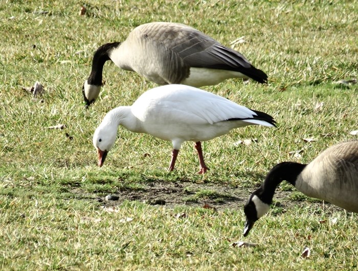 A snow goose was spotted in a flock of Canadian geese in Penticton. 