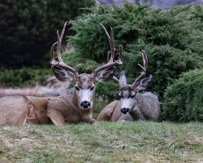 Bucks relax on a neighbourhood lawn in the Penticton in winter. 