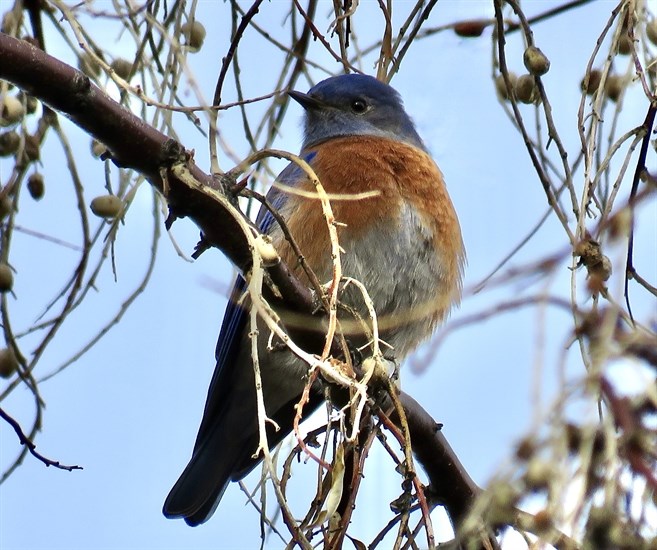 A western bluebird perches on a limb in Penticton. 