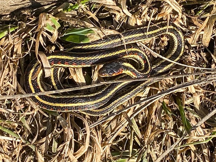 This garter was seen sunning itself near Osoyoos in February. 