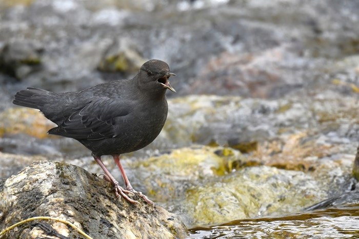 An American dipper sings in Oliver. 