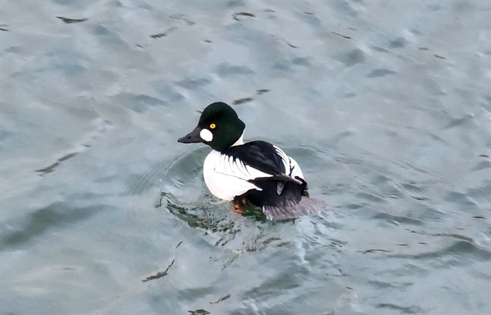 A colourful goldeneye duck swims on Okanagan Lake in Penticton. 