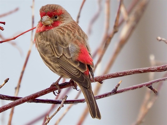 A bright house finch perches on a limb in Keremeos. 