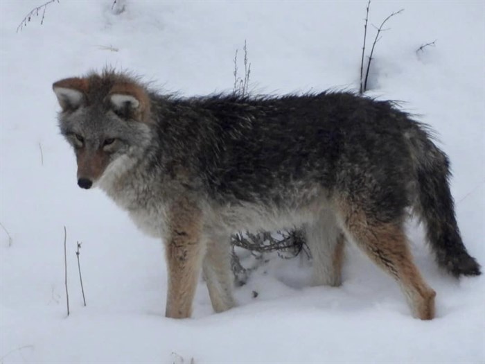 This young coyote was spotting hunting on the east side of Skaha Lake in Penticton this winter. 