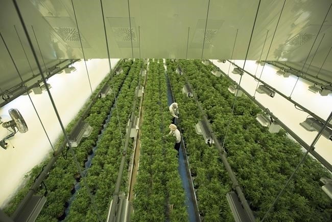 Canopy Growth Corp. reported a net loss of $216.8 million in its latest quarter compared with a loss of $264.4 million a year earlier. Staff work in a marijuana grow room at a Canopy Growth facility in Smiths Falls, Ont. on Thursday, Aug. 23, 2018.