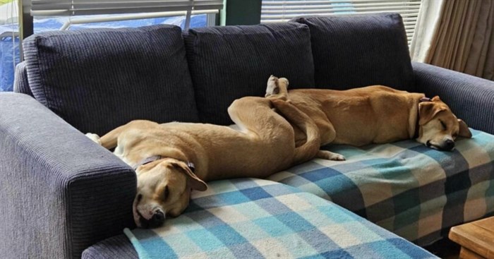 Goldie and Honey sprawled across their new couch.
