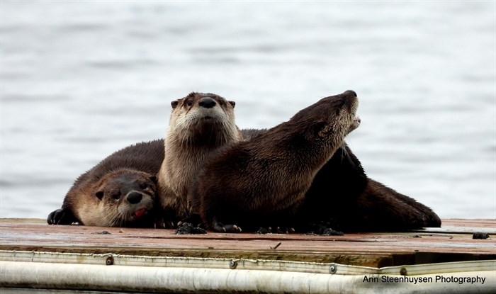 A river otters sticks its tongue out while another one bellows, on Shuswap Lake. 