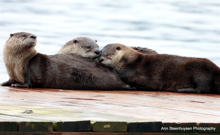 Three otters stretch out and one appears to nap on Shuswap Lake. 