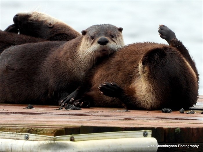 Playful river otters on a dock on Shuswap Lake. 