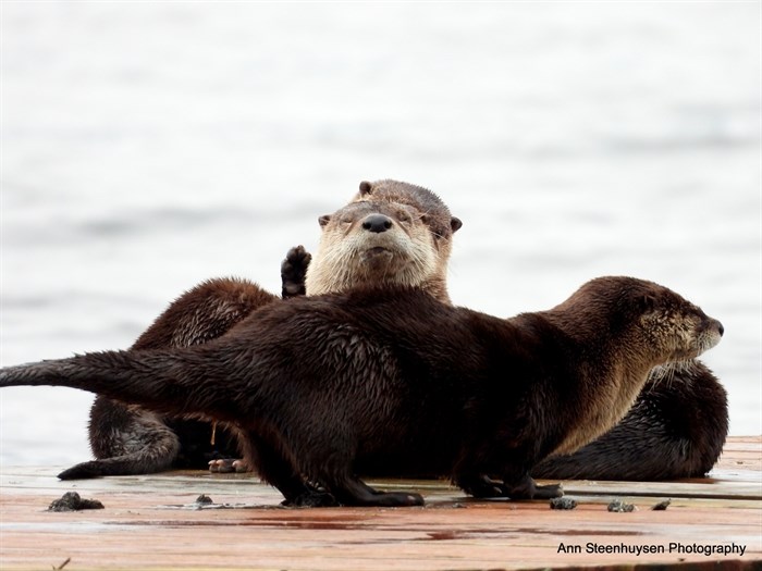 Otters play and poop on a dock in the Shuswap. 