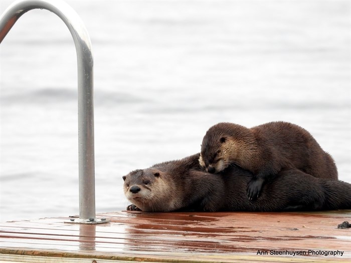 One otter sits on another otter on a dock in Eagle Bay, Shuswap. 