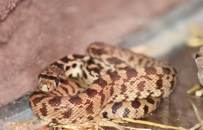 This rescued baby Gopher Snake is just 9 inches long.