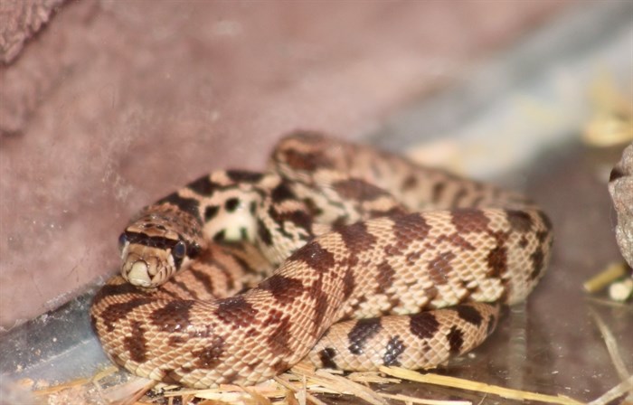 This rescued baby Gopher Snake is just 9 inches long. 