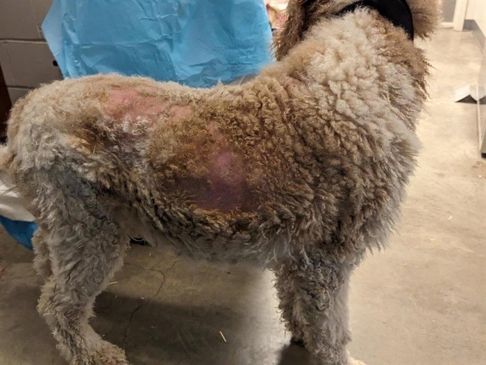 This dog rescued from a property in Clearwater by BC SPCA has skin problems. 