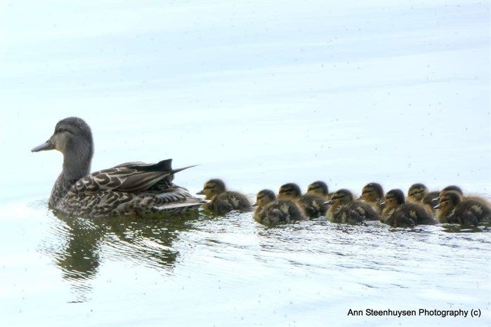 A duck and its babies stay in a close group in the Shuswap. 