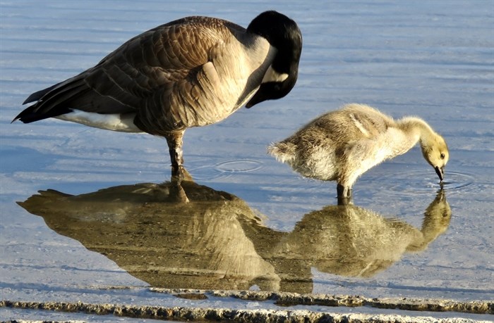 A Canada goose wades with a gosling in the South Okanagan. 